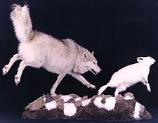 Wolf chasing hare