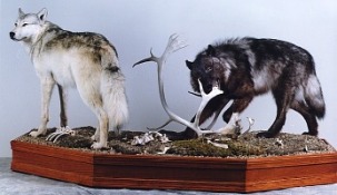 Wolves